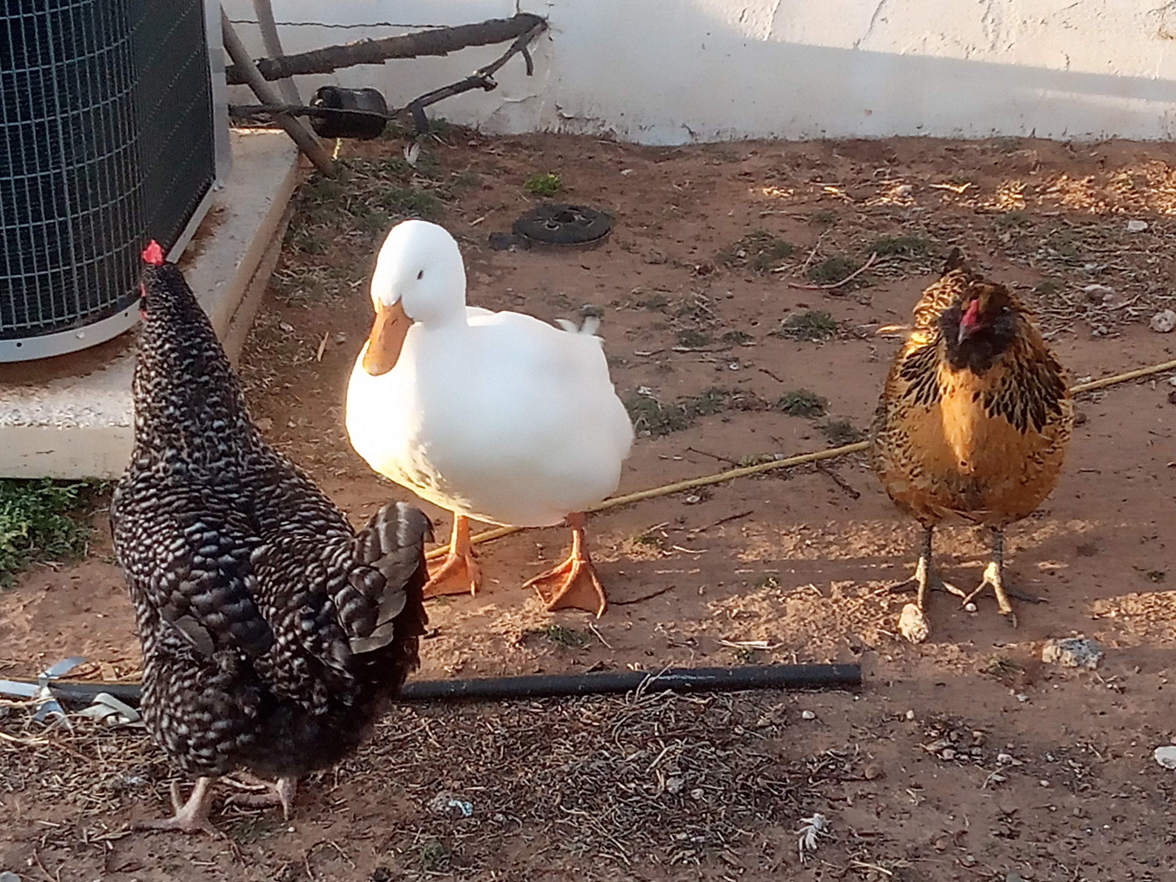 img_20200316_192805_0